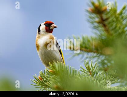 Ein bunter männlicher Europäischer Goldfink (Carduelis carduelis), der auf einem Zweig thront. Niğde, Türkiye. Stockfoto