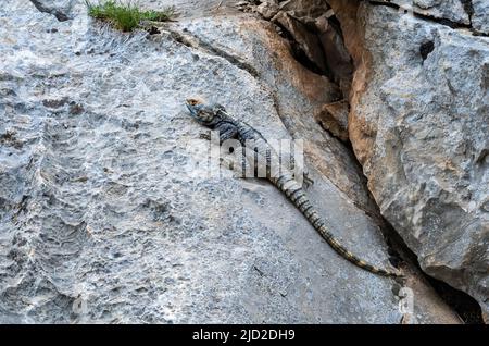 Ein Roughtail Rock Agama (Stellagama stellio), der auf einem Felsen sonnen soll. Aladaglar Nationalpark, Niğde, Türkiye. Stockfoto