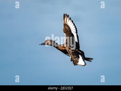 Eine Ferrugineente (Aythya nyroca) im Flug. Birecik, Türkiye. Stockfoto