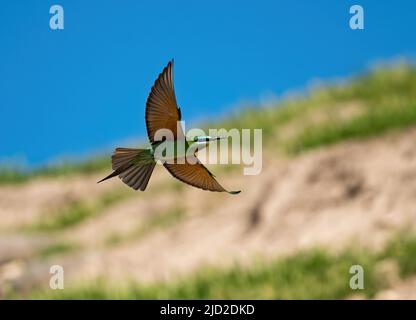 Blauwabenfresser (Merops persicus) im Flug. Şanlıurfa, Türkiye. Stockfoto