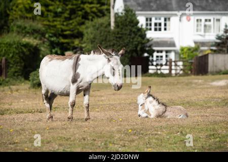 Donkey Foals Aus Dem Neuen Wald Stockfoto