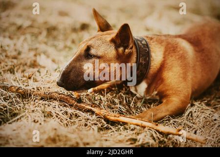 Niedlicher Ingwer lustiger Bullterrier Welpe liegt an einem Herbsttag mit einem Holzstock auf dem Gras. Spielen in der Natur mit einem Haustier. Stockfoto