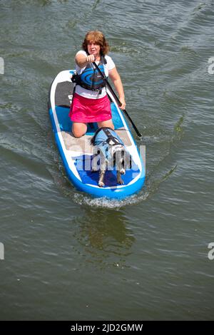 Cambridge, Großbritannien. 17.. Juni 2022. Eine Frau und ein Hund halten sich bei sonnigem heißem Wetter auf einem Paddelbrett auf dem River Cam kühl. Es wird erwartet, dass heute der bisher heißeste Tag des Jahres in Großbritannien sein wird und die Temperaturen in der Hitzewelle über 30c steigen werden. Kredit: Julian Eales/Alamy Live Nachrichten Stockfoto