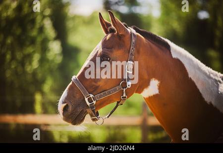 Porträt eines schönen gefleckten Ponys mit einem Halfter an der Schnauze, das an einem sonnigen Sommertag in einem Fahrerlager auf einem Bauernhof steht. Vieh. Pferdesport. Stockfoto