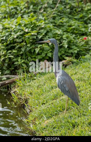 Ein Tricolored Heron, Egretta tricolor, im South Padre Island Birding and Nature Center in Texas. Stockfoto