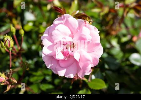 Rosa bonica, rosa Rosen in einem englischen Garten im Frühsommer Stockfoto