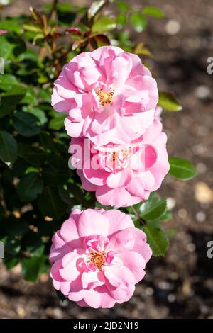 Rosa bonica, rosa Rosen in einem englischen Garten im Frühsommer Stockfoto