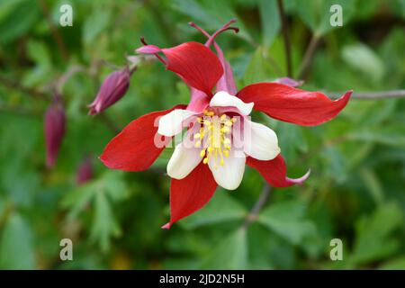 Aquilegia Red Hobbit Columbine Grannys Bonnet rote Blüten mit weißen inneren Blütenblättern Stockfoto