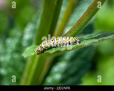 Raupe der Königskerze Cucullia verbasci Stockfoto