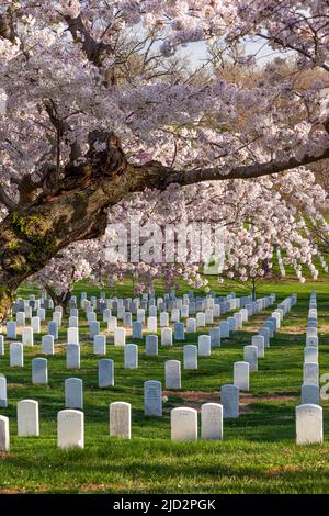 Auf dem Arlington National Cemetery, Arlington, Virginia, USA, blüht ein Kirschbaum über den Grabmarkierungen Stockfoto