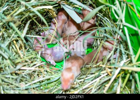 Nahaufnahme des Hamsternests. Viele kleine Hamster im Gras nisten. Neugeborene Hamster. Kleine Nagetiere. Haustiere. Syrische Hamster. Sehr kleine blinde Hamster. Fortpflanzung und Zucht von Haustieren. Nagetier-Jungen Stockfoto