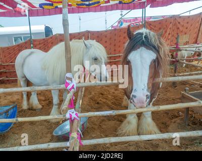 Gypsy Horse ist auch als traditionelles Gypsy Cob, Irish Cob, Gypsy Horse, Galineers Cob oder Gypsy Vanner im Pferdestall bekannt Stockfoto