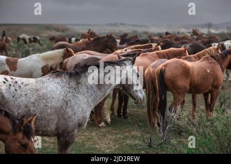 Bunte Herde von Ranchpferden, die auf staubigen Straßen laufen und auf die Sommerweide getrieben werden. Stockfoto