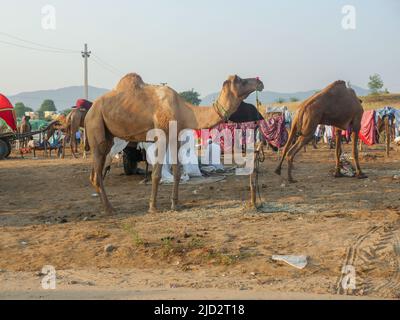 Pushkar, Rajasthan Indien - 04. November 2019 : Kamele versammelten sich für den Handel auf Indiens Top-Kamel-Festival auf der Pushkar Camel Fair Stockfoto