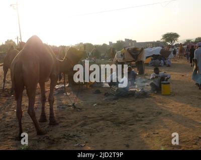 Pushkar, Rajasthan Indien - 04. November 2019 : Kamele versammelten sich für den Handel auf Indiens Top-Kamel-Festival auf der Pushkar Camel Fair Stockfoto