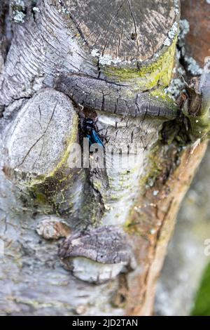 Eine wunderschöne blaue Holzbiene arbeitet am Stamm eines alten Baumes. Stockfoto