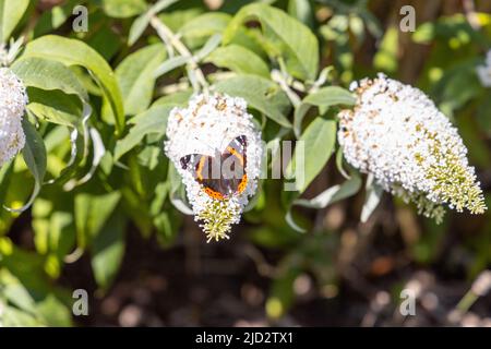 Ein wunderbarer Schmetterling, Pfauenschmetterling, sitzt auf einem Flieder und genießt die Sonne. Stockfoto