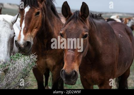 Bunte Herde von Ranchpferden, die auf staubigen Straßen laufen und auf die Sommerweide getrieben werden. Stockfoto