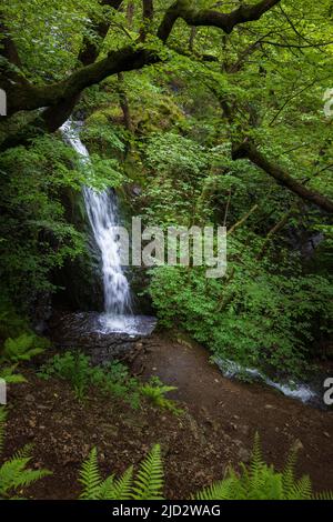 Die Wasserfälle von Tom Gill unterhalb von Tarn Hows, Lake District, England Stockfoto