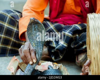 Pushkar, Rajasthan Indien - 04. November 2019 : Snake Charmer zeigt schwarze Kobra Schlange im Korb auf indischen Street Show Stockfoto