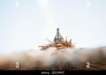 Eine Taube sitzt auf einem Strohschirm Stockfoto