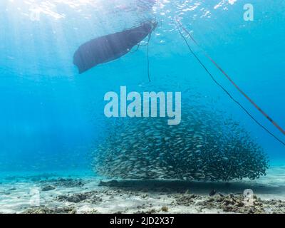 Meereslandschaft mit Bait Ball, Fischschule, Makrelenfisch im Korallenriff der Karibik, Curacao Stockfoto