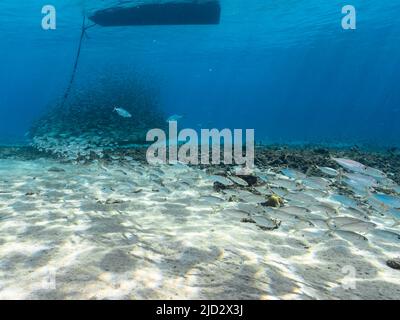 Meereslandschaft mit Bait Ball, Fischschule, Makrelenfisch im Korallenriff der Karibik, Curacao Stockfoto