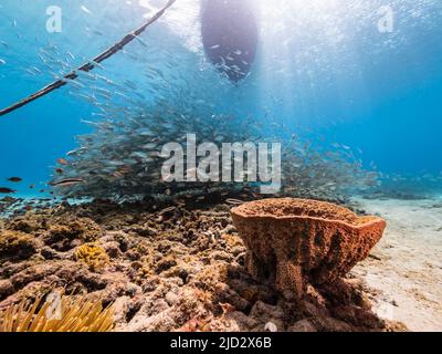 Meereslandschaft mit Bait Ball, Fischschule, Makrelenfisch im Korallenriff der Karibik, Curacao Stockfoto