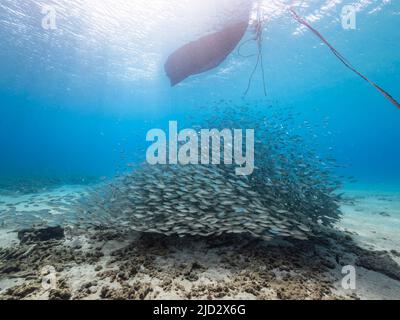 Meereslandschaft mit Bait Ball, Fischschule, Makrelenfisch im Korallenriff der Karibik, Curacao Stockfoto
