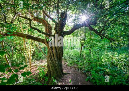 Sun light shining through the leaves of an old tree in England Stockfoto