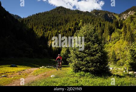 Der alte Ziklyst mit weißem Bart fährt mit dem Mountainbike im grünen Fichtenwald in rotem Kostüm in Almaty, Kasachstan. Extremsport und Outdoor-Erholung Stockfoto