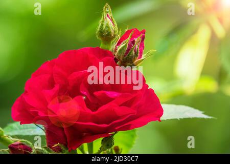 Schöne rote Rose und Rosenknospen im sonnigen Garten Stockfoto