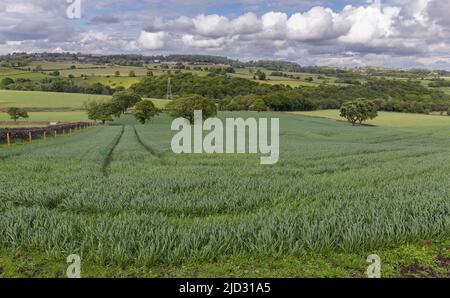 Weizen wächst auf einer Farm in Baildon, Yorkshire. Stockfoto