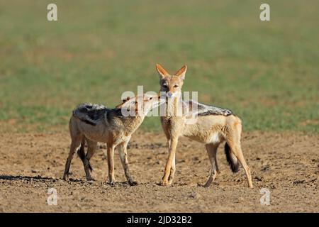 Ein paar Black-backed Schakale (Canis Mesomelas) Kalahari-Wüste, Südafrika Stockfoto