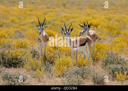Antilopen, Springböcke (Antidorcas marsupialis) im natürlichen Lebensraum, Etosha National Park, Namibia Stockfoto