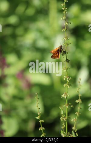 Geclusterter Dock mit rostfarbenen Skipper Schmetterling Stockfoto