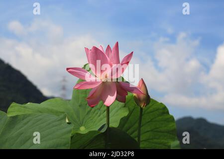 Blühende Lotusblume, schöne rosa Lotusblume und Knospe blühen im Teich mit blauem Himmel Hintergrund im Sommer Stockfoto
