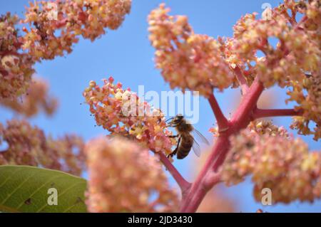 Biene in Mangoblüten, Bestäubung Stockfoto