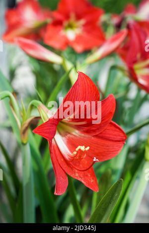 Amaryllis im Garten des Kalahrdaya Zentrums für Kunst, Kultur und Spiritualität in der Nähe von Kalkata, Indien Stockfoto