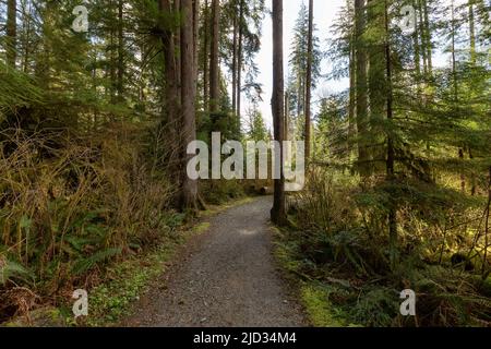 Wanderweg in einem lebendigen Wald mit grünen Bäumen. Stockfoto