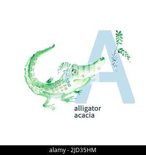 Buchstabe A, Alligator, Akazie, niedliche Kinder bunte Tiere und Blumen ABC Alphabet. Aquarelldarstellung isoliert auf weißem Hintergrund. Stockfoto