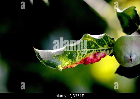 Rosige Apfelblattlaus (Dysaphis Plantaginea), Pflanzenkrankheit, Detail des betroffenen Blattes. Stockfoto