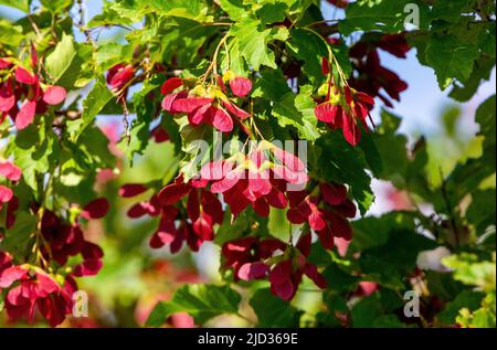 Ein tatarischer Ahornbaum namens Hot Wings mit Haufen roter samaras oder Samenschoten, die im Sommer daran hängen. Stockfoto