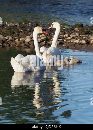 Zwei Cygnus olor cygnets, nur eine Woche alte, nahe Eltern-Schwäne. Ihre grauen flauschigen Daunen, kontrastierend zu den weißen Federn der Erwachsenen Stockfoto