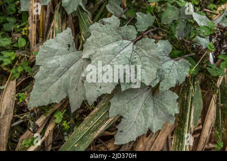 Große weiße gesprenkelte Blätter einer Cocklebur-Pflanze in Nahaufnahme mit stacheligen Samenschoten am rötlichen Stamm, die im Herbst auf einem Feld auf trockenen Maisstielen wachsen Stockfoto