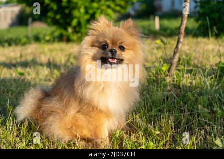 Kleine rote Hunderasse Spitz sitzt auf dem Gras und schaut hoch Stockfoto