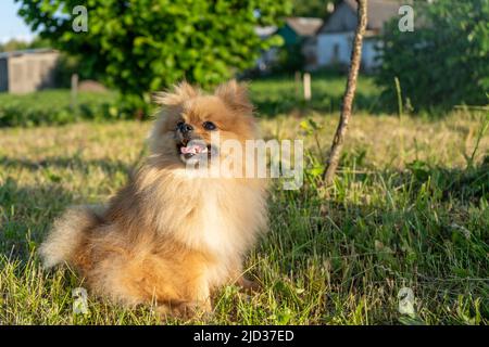 Kleine rote Hunderasse Spitz sitzt auf dem Gras und schaut hoch Stockfoto