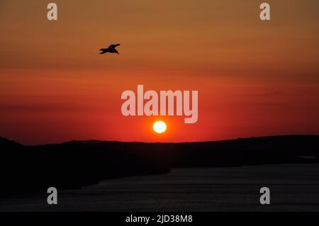 Silhouetten der Möwe des roten Sonnenuntergangs. Möwe in Sonnenuntergang Himmel. Bei Sonnenuntergang fliegende Möwen über dem Meer. Möwen auf See . Vögel fliegen bei Sonnenuntergang nach Hause. Stockfoto