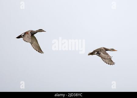 Gadwall (Anas strepera) Paar fliegt Norfolk GB UK Mai 2022 Stockfoto