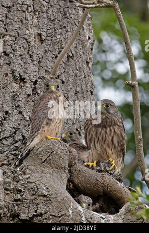 Gewöhnlicher Turmfalken (Falco tinnunculus) jung durch Nestloch Nottingham GB UK Juni 2022 Stockfoto